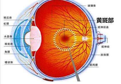 眼底黄斑病变有什么症状表现